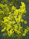 Acacia adunca