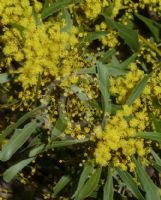 Acacia amoena