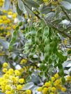 Acacia argyrophylla