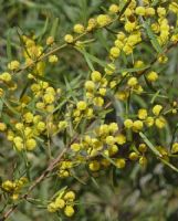 Acacia ausfeldii