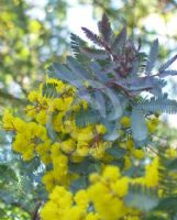 Acacia baileyana Purpurea