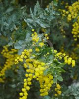 Acacia baileyana
