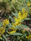 Acacia barringtonensis