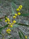 Acacia beckleri