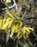 Acacia binervia