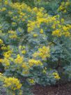 Acacia blayana