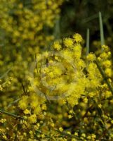 Acacia boormanii