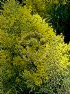 Acacia boormanii