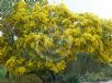 Acacia cardiophylla