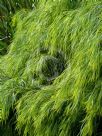 Acacia cognata Green Mist