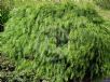 Acacia cognata Green Mist