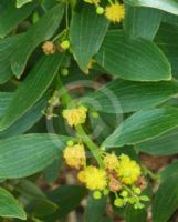 Acacia complanata