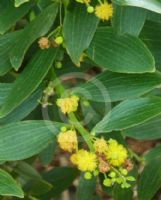 Acacia complanata