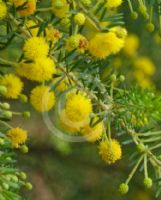 Acacia conferta