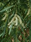 Acacia courtii