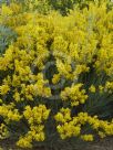 Acacia cultriformis