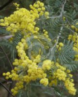 Acacia dealbata dealbata