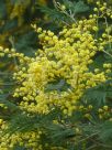 Acacia dealbata dealbata