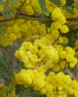 Acacia debilis