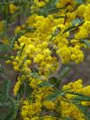 Acacia debilis