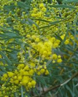 Acacia decora