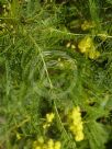 Acacia decurrens