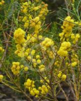 Acacia enterocarpa