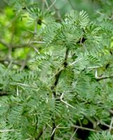 Vachellia erioloba