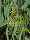 Acacia fasciculifera