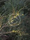 Acacia filifolia