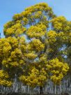 Acacia fimbriata