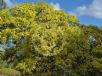 Acacia fimbriata