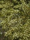 Acacia genistifolia