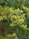 Acacia glaucocarpa