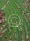 Acacia glaucocarpa