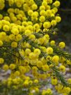 Acacia gordonii