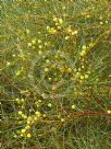 Acacia gracilifolia