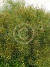 Acacia gracilifolia