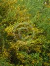 Acacia guinetii