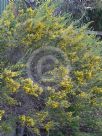 Acacia guinetii