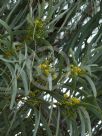 Acacia harpophylla