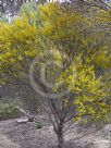 Acacia havilandiorum