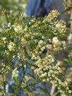 Acacia hubbardiana
