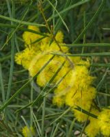 Acacia ingramii