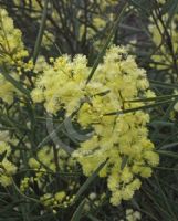 Acacia iteaphylla