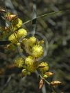 Acacia iteaphylla