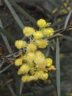 Acacia iteaphylla