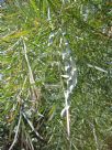 Acacia iteaphylla