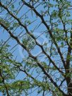 Vachellia karroo