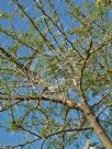 Vachellia karroo